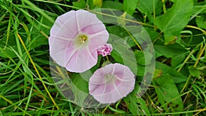 Bindweed blossoms in Spring